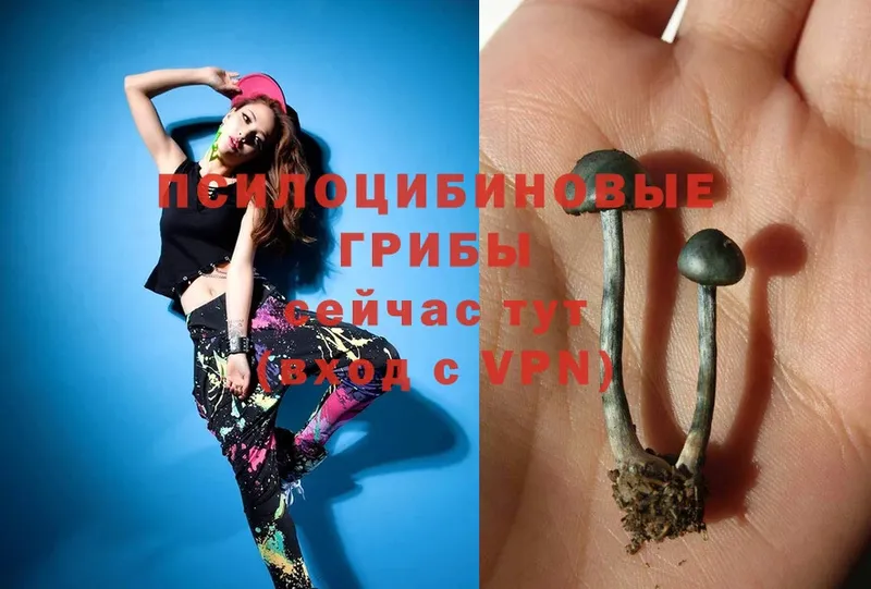 Псилоцибиновые грибы Psilocybe  Верхняя Пышма 